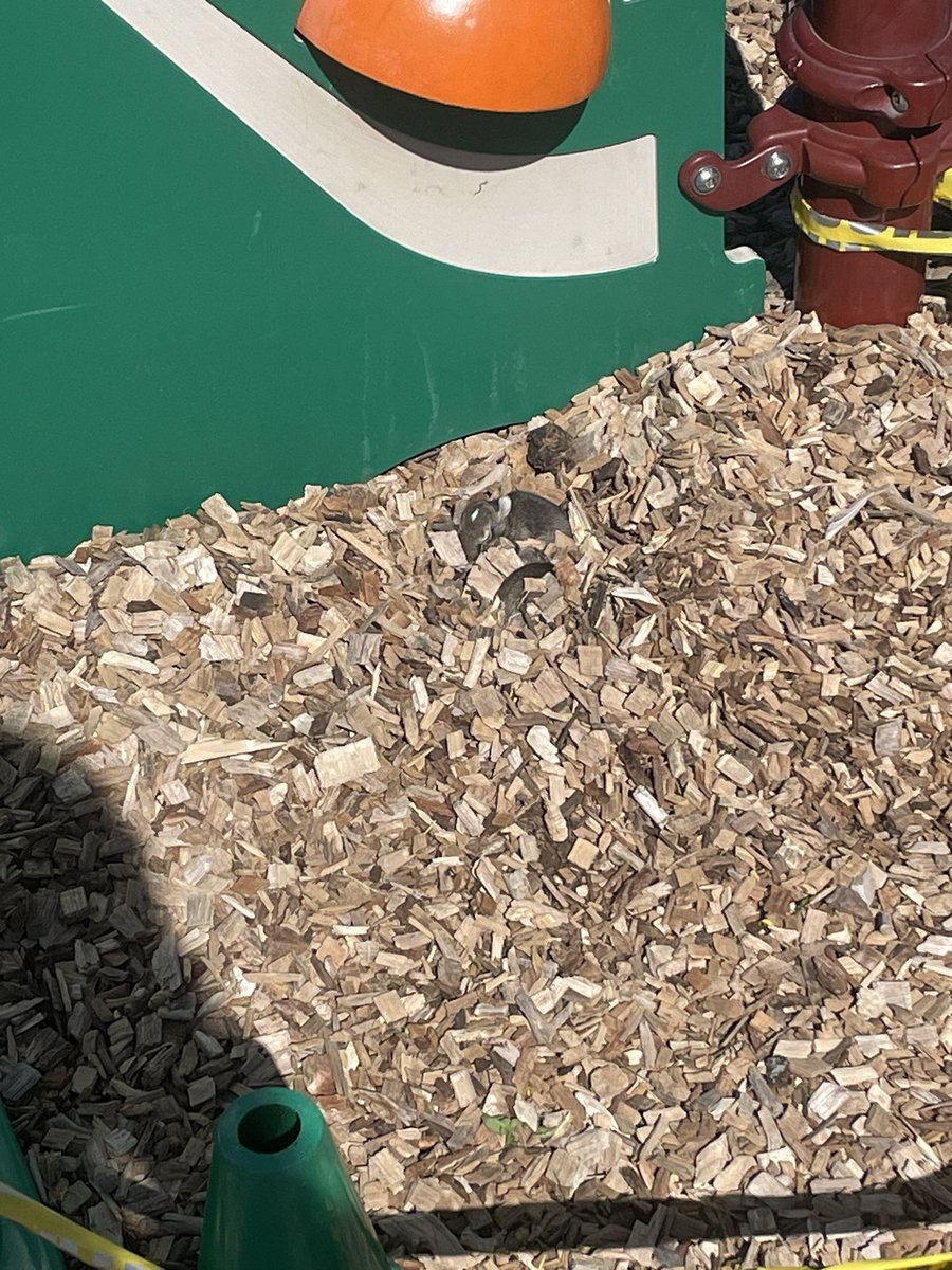 Excitement was at an all time high today after some students discovered a nest of baby bunnies at recess! #d30learns