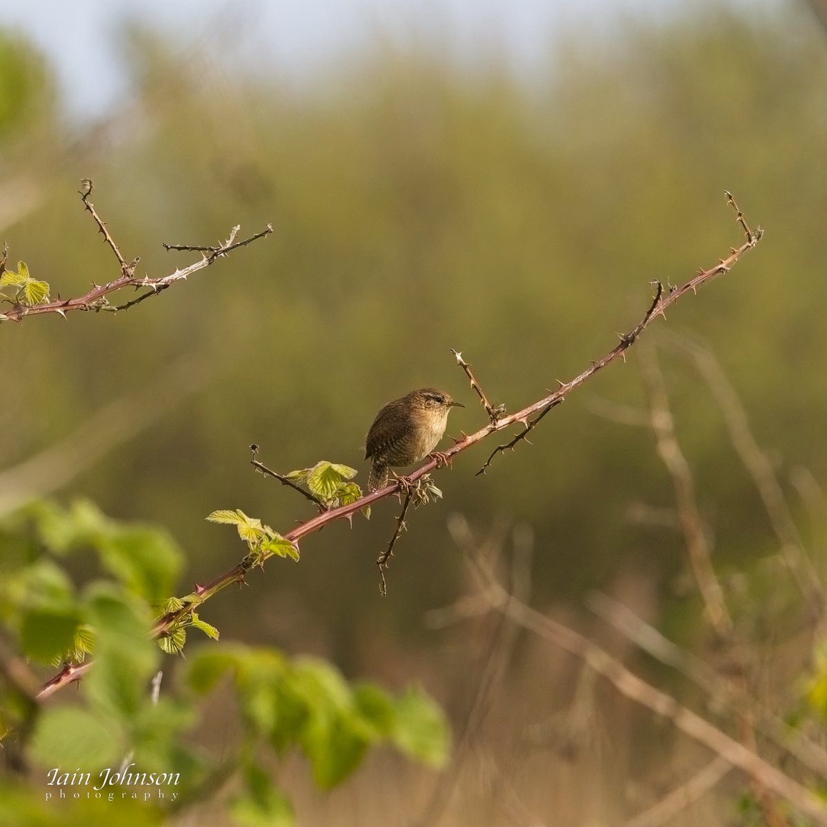 A wren enjoying the morning sun at St Marys wetland @NTBirdClub #whitleybay