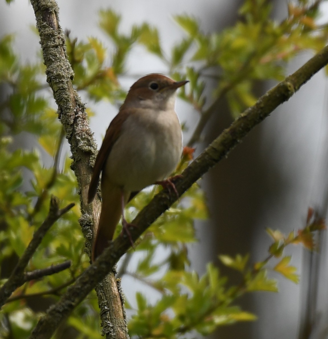 So lucky to get an obliging nightingale at lunchtime in Highnam woods today!
Lot's of little bursts of broken song as he skulked in the undergrowth, (that branch!🙄), but finally he stood up proud in a slightly clearer spot and gave it something worthy of his species.
Perfect !😊