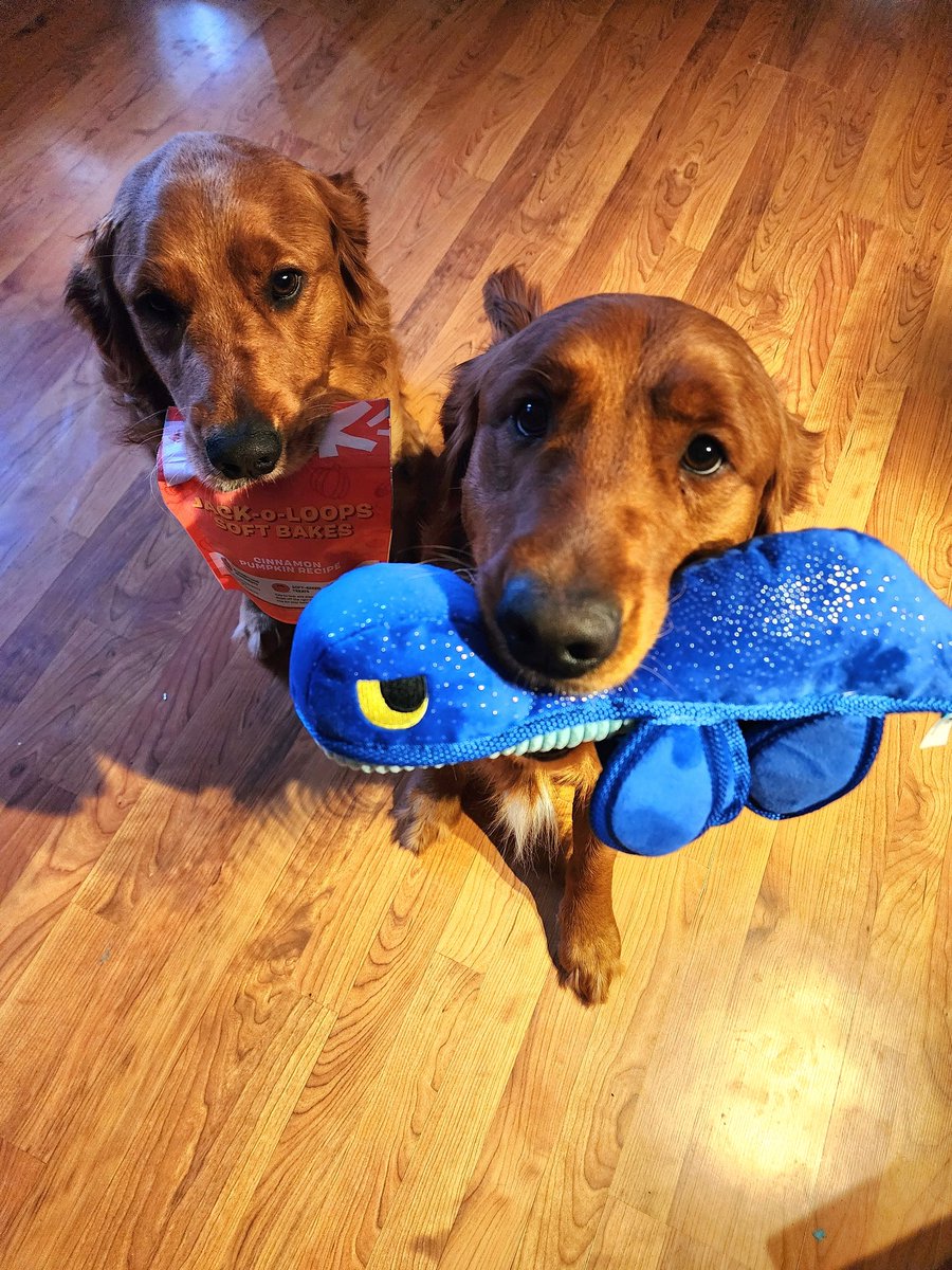 Our friends at @barkbox asked if we had any April favorites. On take 47, we were able to show off our favorites. The previous 46 takes were full of playing, trying to get into the treats, and general shenanigans. #dogsoftwitter #goldenretriever