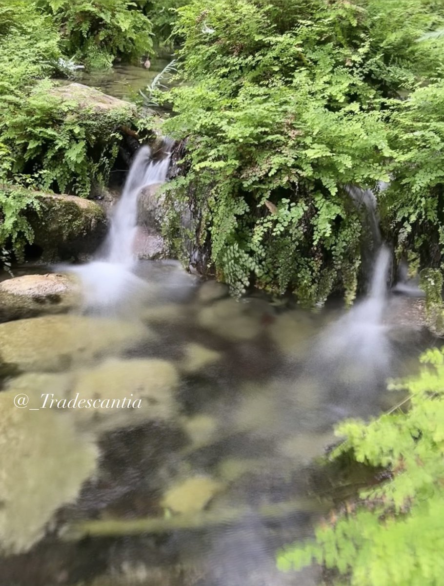 Happy #HumpDay for you all. #WaterfallWednesday #nature #photooftheday #OutdoorAdventures #ferns