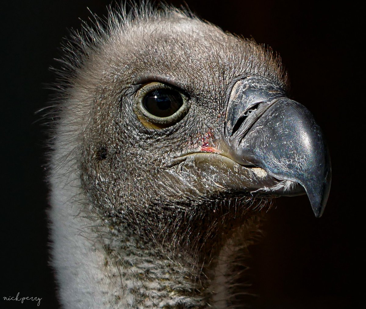 Black headed #Vulture portrait. #TwitterNatureCommunity #PhotographyIsArt #NatureTherapy🏴󠁧󠁢󠁷󠁬󠁳󠁿