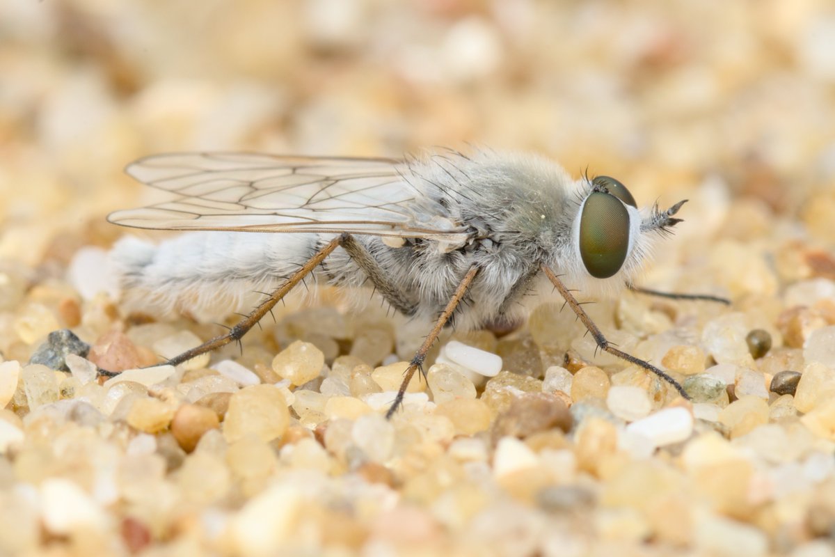 Second encounter with one of the best flies ever made maybe

Acrosathe annulata
