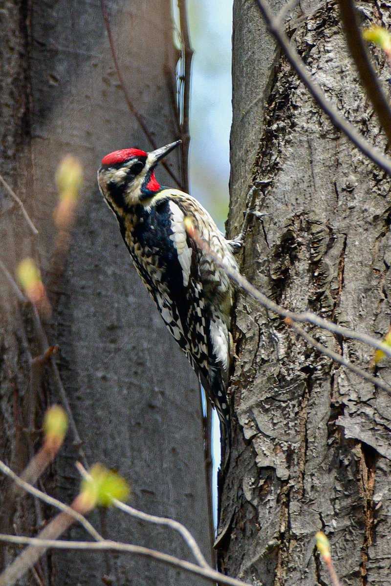 A male Yellow-bellied Sapsucker for #WoodpeckerWednesday, although at the time of this photo appears neither yellow-bellied nor sapsucking. 

#Birds #BirdTwitter #TwitterBirds #DetroitBirdAlly