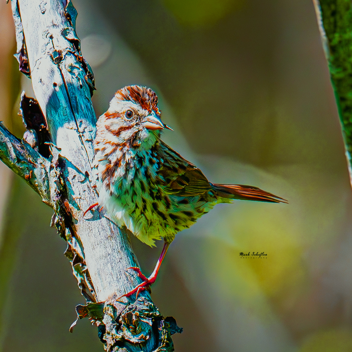 Song Sparrow, wildflower Meadow, Central Park,  NYC #birdcpp #TwitterNatureCommunity #birdsofinstagram #britishnatureguide #naturephotography #birdphotography #twitterphotography #wildbirdphotography #nikonphotography #nycaudubon
