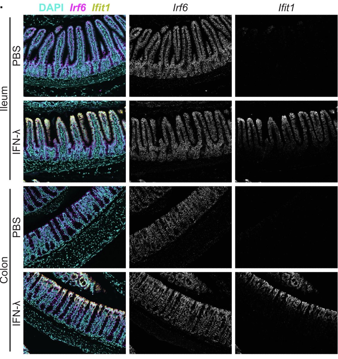 Tim Nice and colleagues @tim_nicelab identify a role for Interferon regulatory factor 6 (IRF6) in intestinal epithelial cell development and immunity: mucosalimmunology.org/article/S1933-…