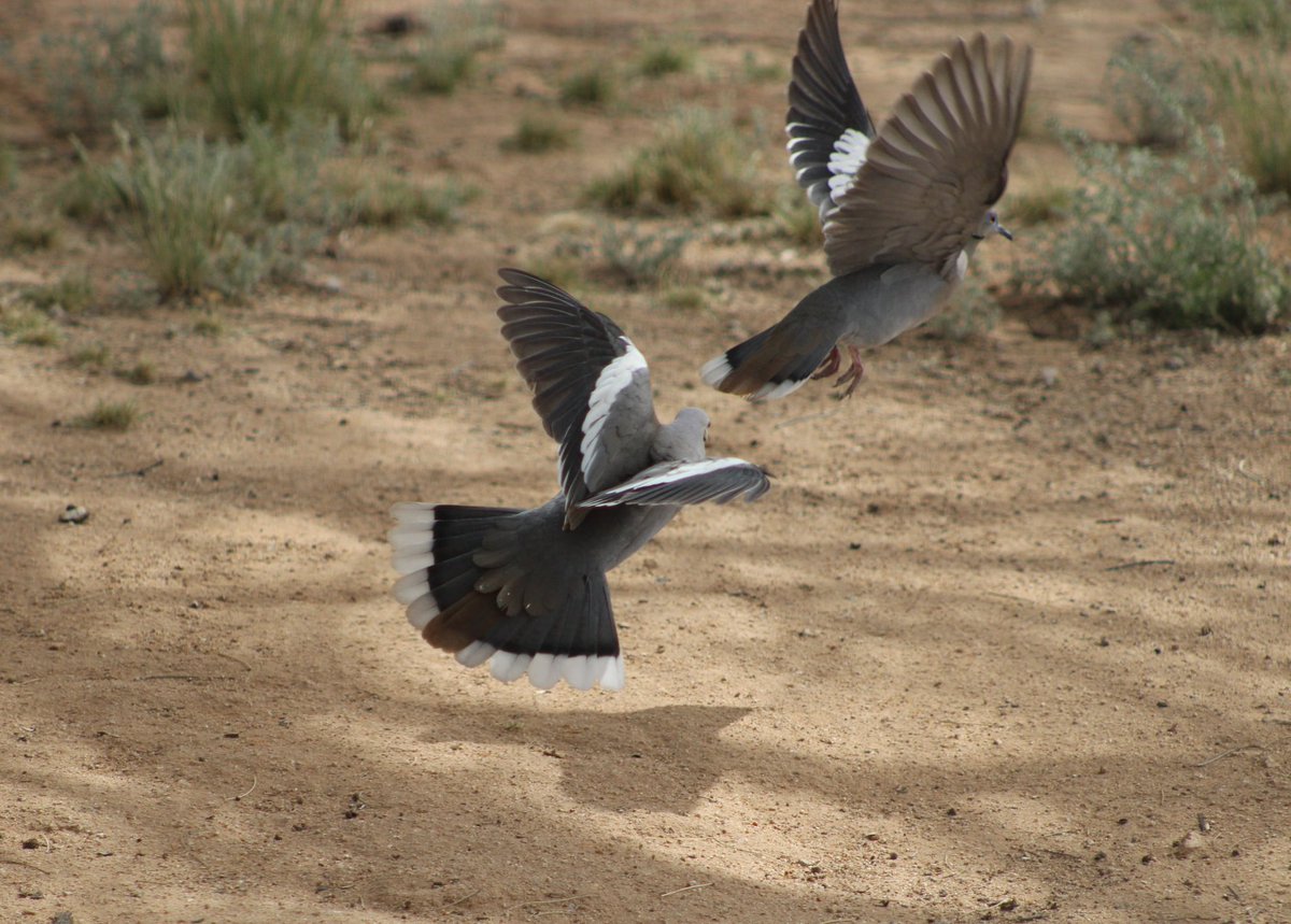 Matthew 5:9 ~ Blessed are the peacemakers, for they shall be called sons of God #DesertLife 🕊️