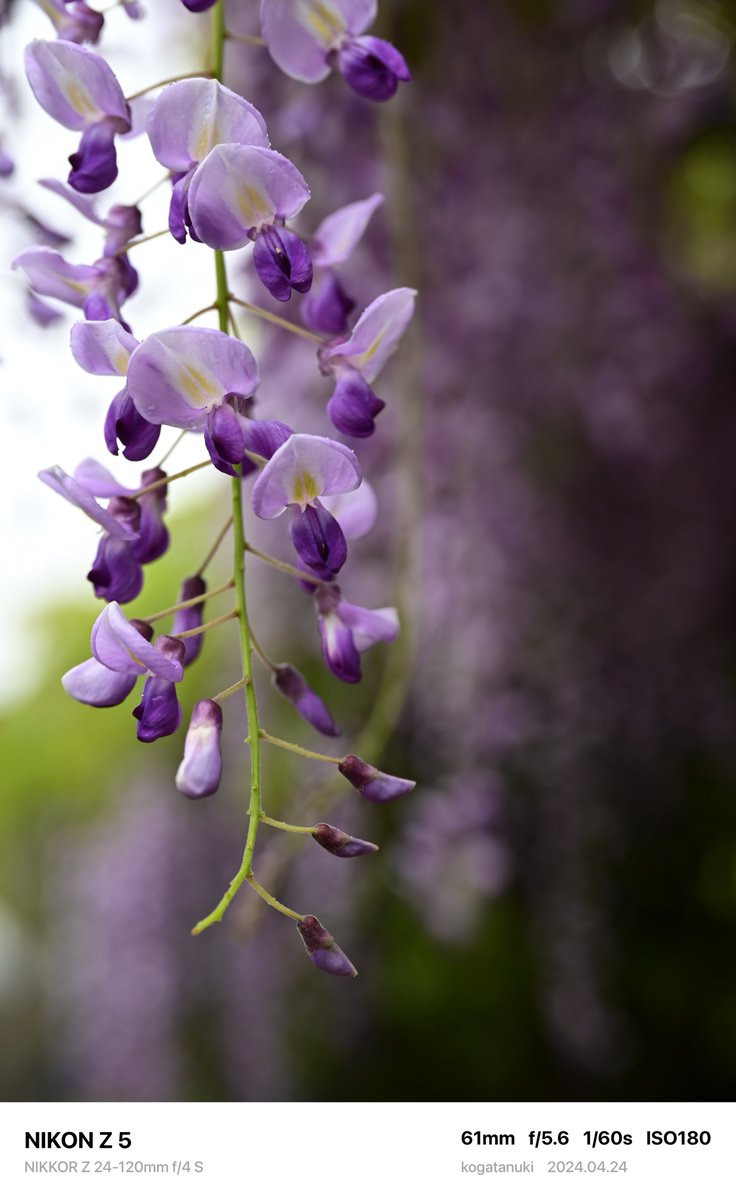 頭の上に紫色🤗
#亀戸天神 

#Nikon #Z5
Z 24-120mm f4
#photography #wisteria