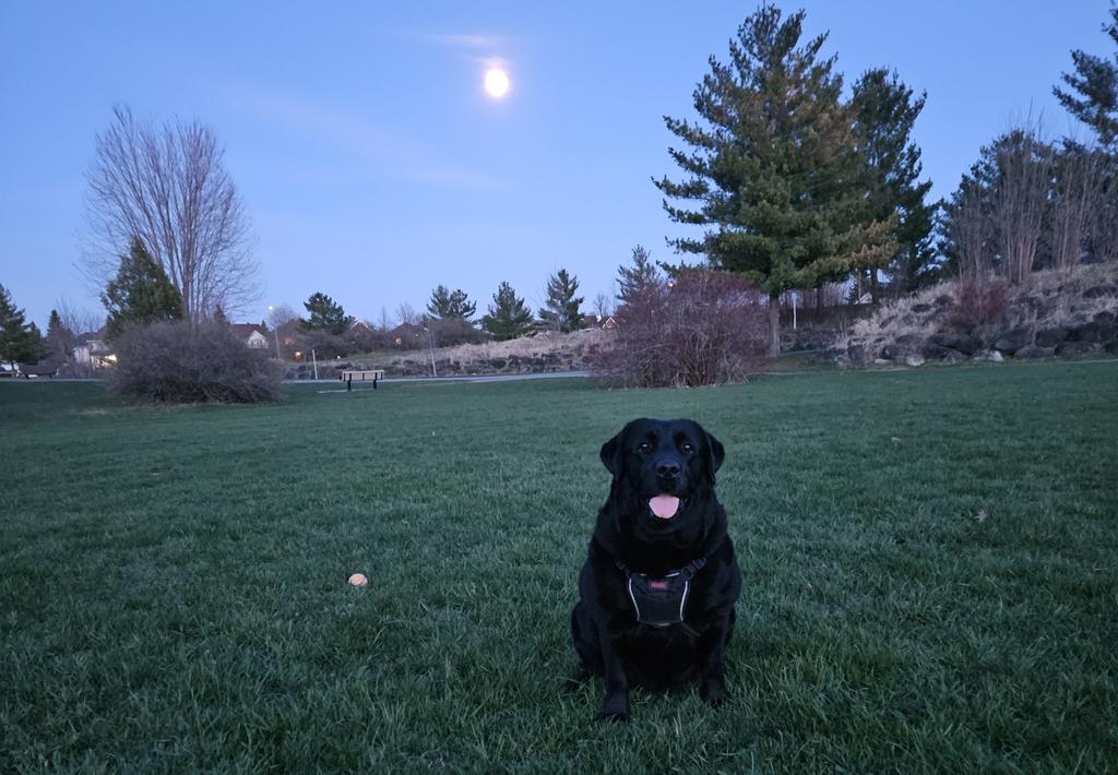 AbizaidAlfie's tweet photo. Great evening at the park with my pup.. #Roxyrocks https://t.co/SMzFxmLt9I