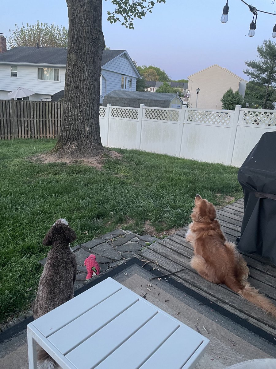 JaberChefDC's tweet photo. Squirrel season has begun. https://t.co/dMumi7QpF0