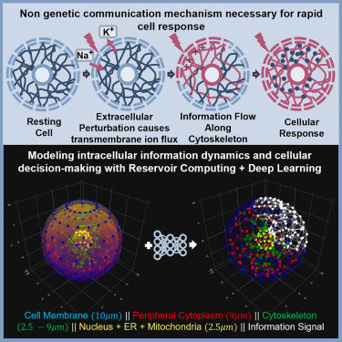 The changes in cytoplasmic ion concentration orchestrate global cellular dynamics through wire-like ion fluxes along pre-existing and self-assembling cytoskeleton to engage the ER mitochondria, & nucleus. #repair #Aging sciencedirect.com/science/articl…