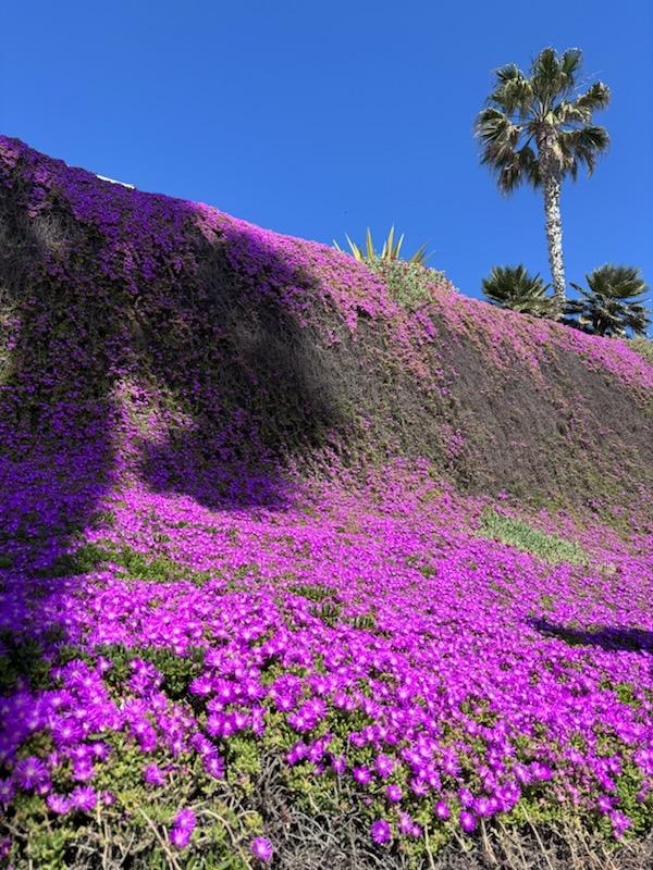 Gorgeous ice flowers in Carlsbad CA 🌸