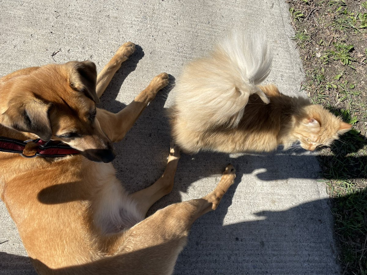 Took the dog for a walk and this random cat was brushing up against her, booping noses, and doing everything my dog’s always wanted OUR cat to do. Couldn’t get her to stand back up and keep walking. Probably didn’t want the moment to end.