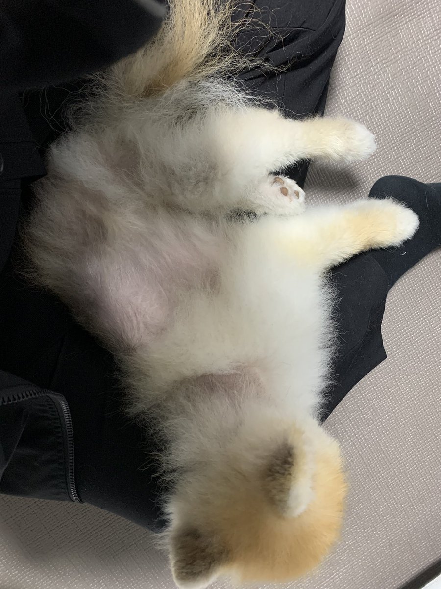 dltmf1218's tweet photo. 누나품이 젤 좋아 강쥐를 두고 어캐 출근하란 말이요 팀장양반… https://t.co/3bv1fqb0Vz
