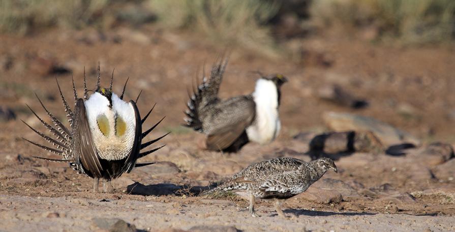 A virtual public meeting for the BLM’s current Greater sage-grouse plans will be held tomorrow, April 25 at 6 p.m. Register at: ow.ly/ffTO50R56oV.