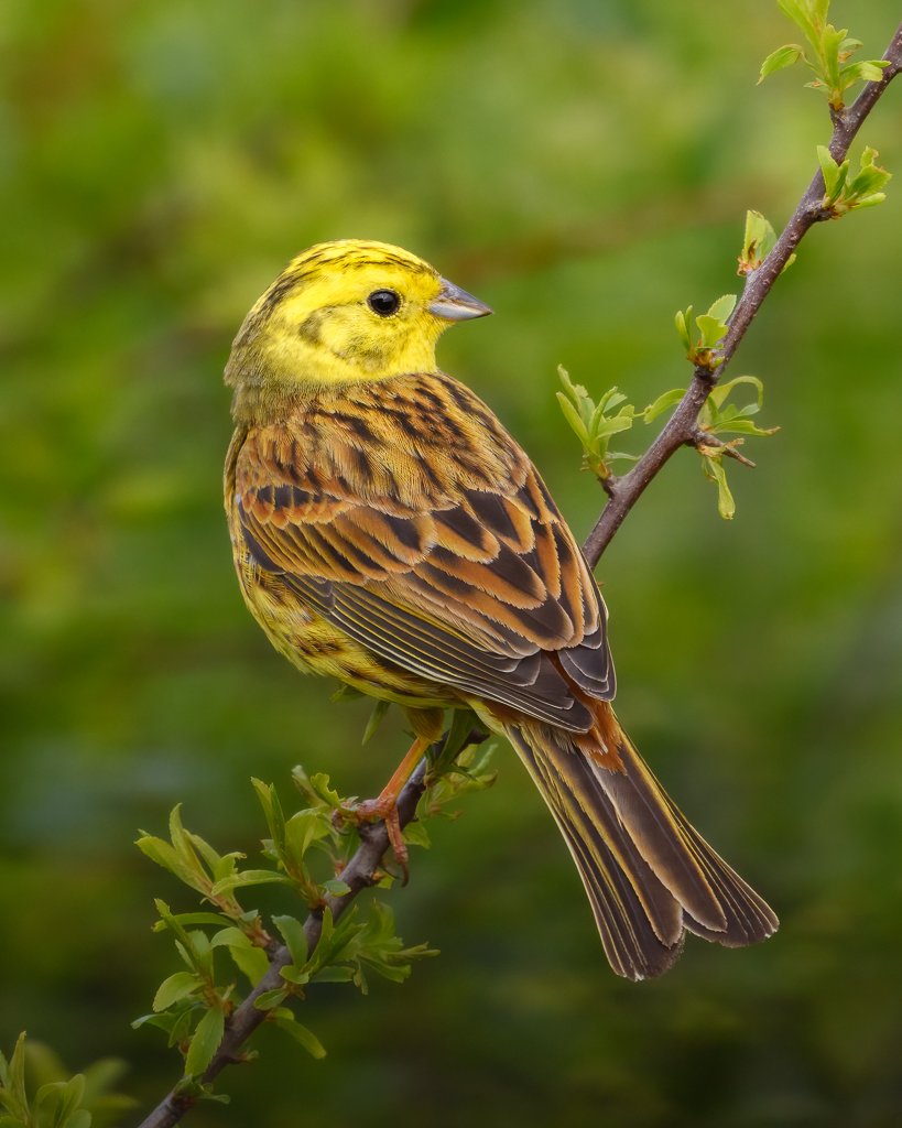 YELLOWHAMMER RSPB Otmoor, Oxfordshire @RSPBotmoor @oxonbirdnews @OOSbirding @Oxonwildlife @WildOxfordshire @Natures_Voice @WildlifeMag @BBCSpringwatch @ThePhotoHour #WildlifeWednesday