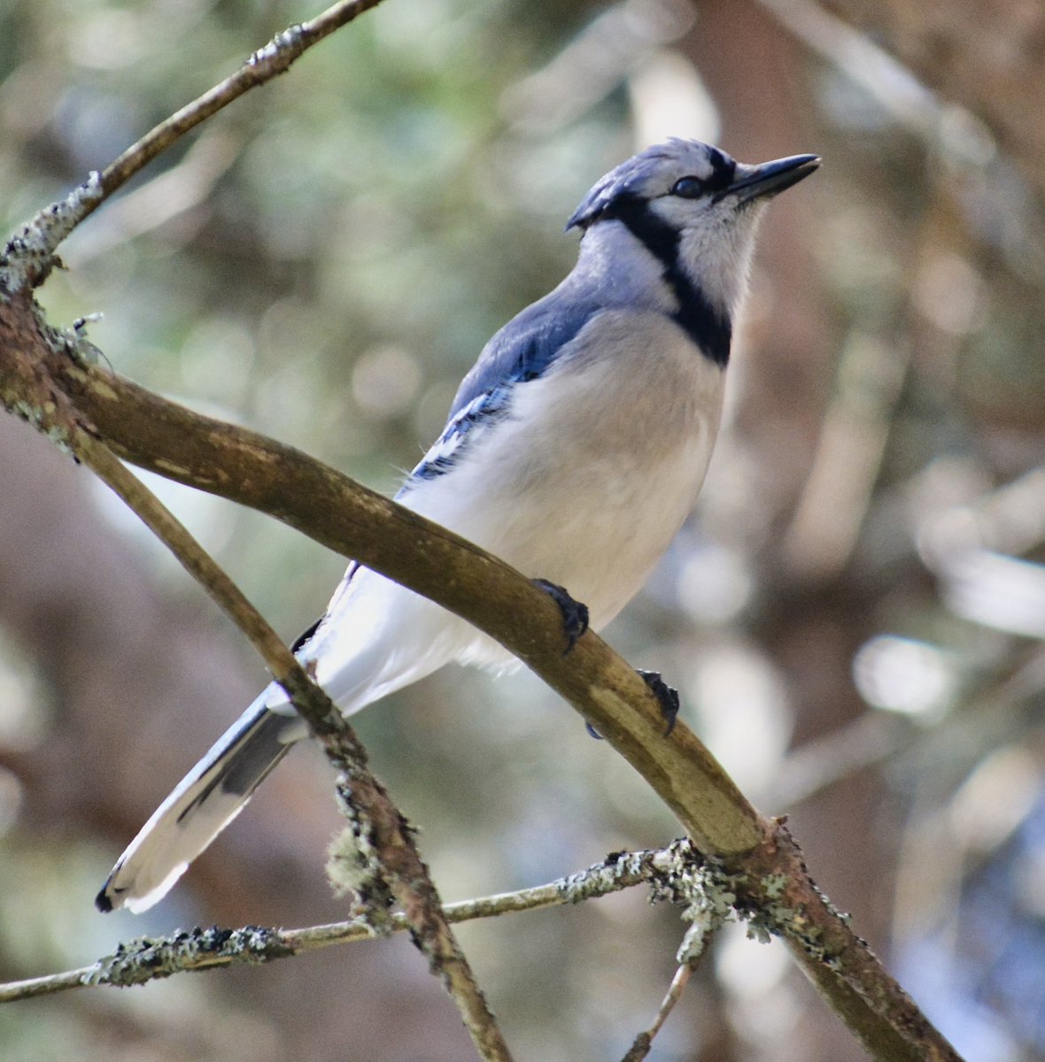 A beautiful blue jay in a pine tree in the afternoon sunshine. #nature #birds #ThePhotoHour #GoJaysGo