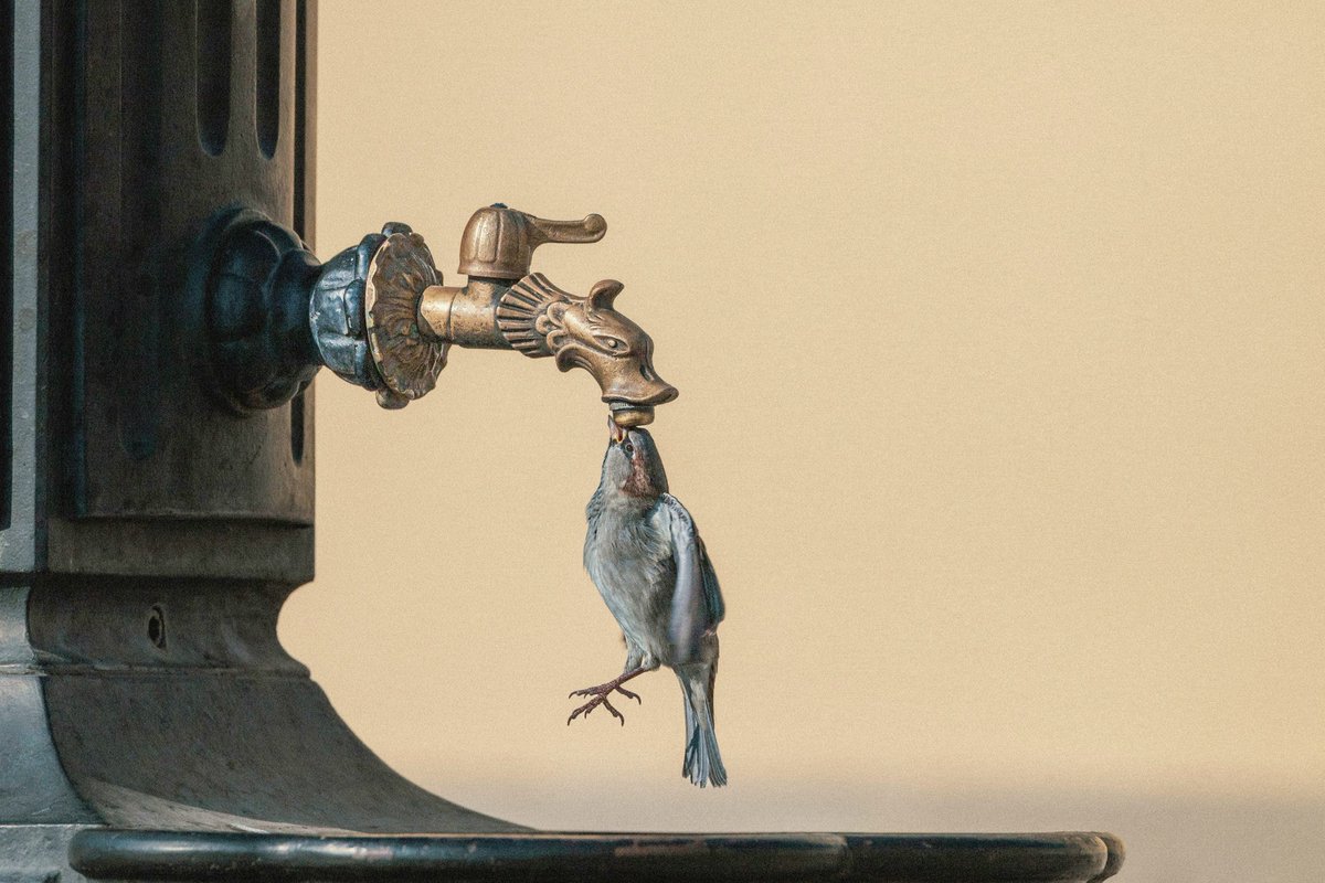 Sparrow #photography