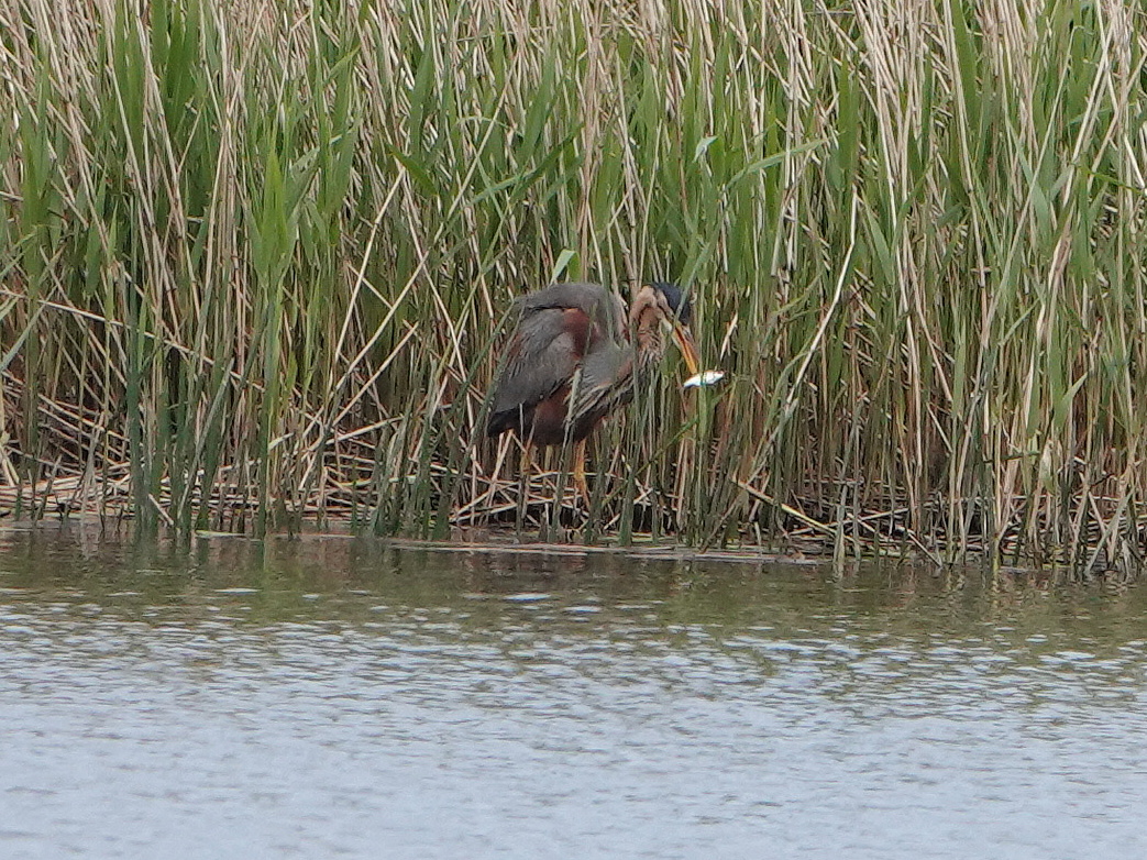 exeterbirder's tweet photo. The adult Purple Heron showed well from the hide at #Beesands late pm before flying and dropping into reedbeds far right corner of pond at 5.28pm. https://t.co/0hsvmmiejK