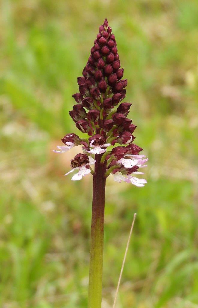 Lady Orchids, Kent. Although I was a tad too early for most to be out, I love the contrast between the burgundy buds and pink open flowers😍 @ukorchids @KentWildlife @Love_plants @theNPMS @BSBIbotany