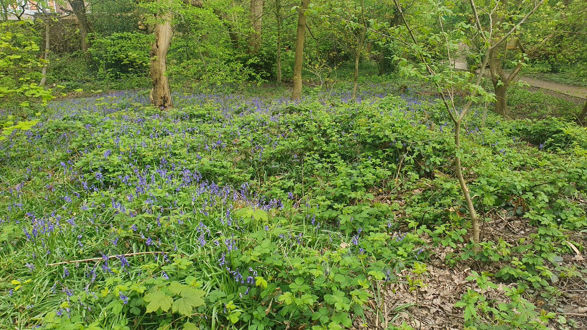 Chur Envi Volunteers tweet media