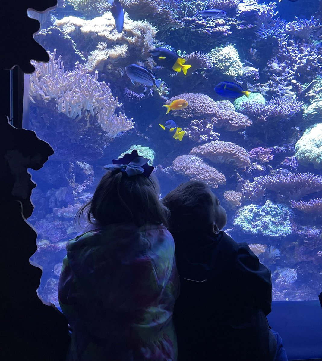 Explore the wonder beneath the surface 🐠 Plan you trip to the @nyaquarium today!