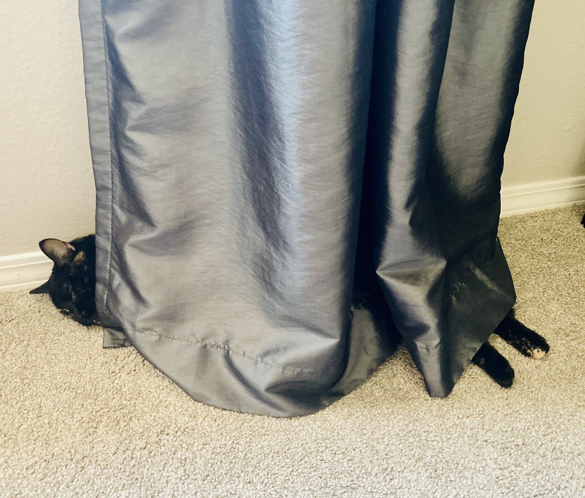 Cosplay Kitten tweet media