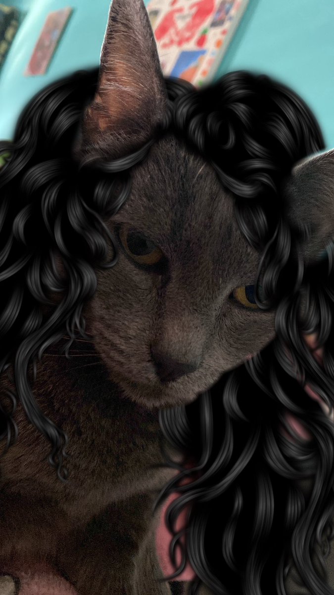 lostxHurricane's tweet photo. Today I was chilling and I looked at my cat and thought: how would she look with hair?

And I had to photoshop it https://t.co/vtZt8nkKVV
