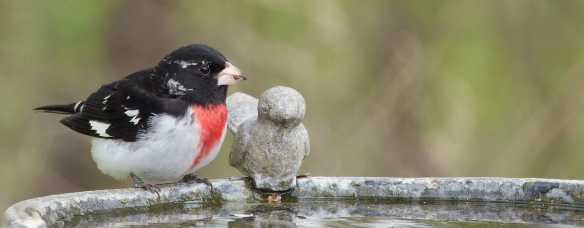 #MyYardMyBirds #TwitterNatureCommunity #Birds #BackyardBirds Cardinal White Throated Sparrow Ruby Crowned Kinglet Rose Breasted Grosbeak