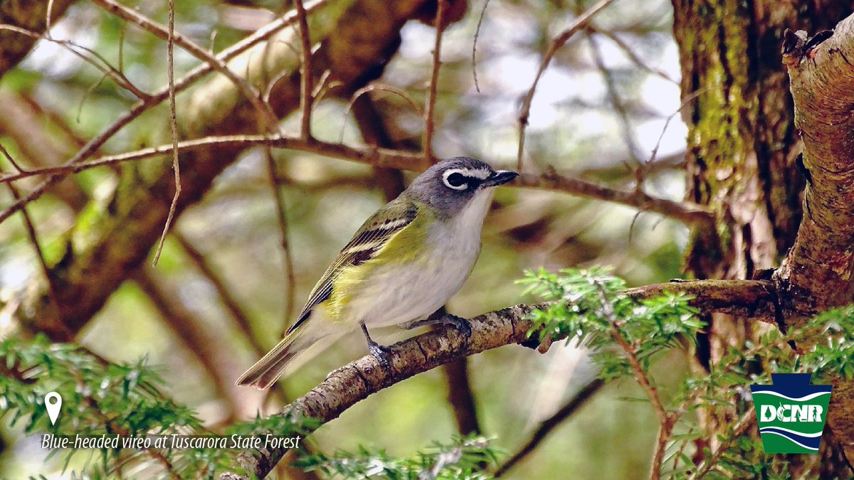 A blue-headed vireo makes itself at home for the summer along Laurel Run in #TuscaroraStateForest. The blue-headed vireo is common in spring and summer and often associated with hemlock trees along cold water streams ➡ bit.ly/44bPcEN. #PaStateForests #WildlifeWednesday