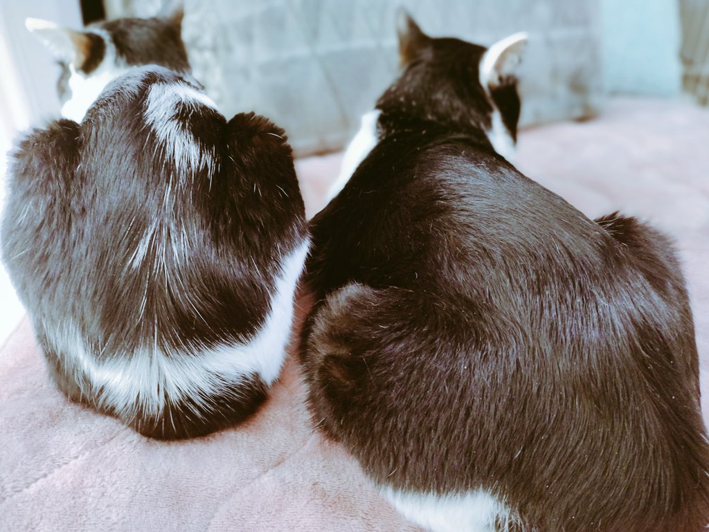 whiteblack_cats's tweet photo. #猫のいる暮し 
うしろ姿💖 https://t.co/22nmuNmCqc