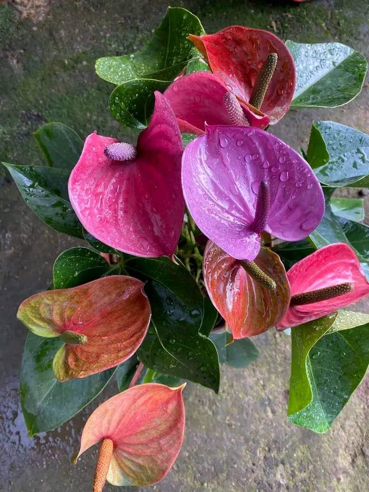 🌸 Discover the Elegance of Pink Anthurium: Exotic Blooms for Your Indoor Oasis! 🌿

vagaa.lk/listing/anthur…

#Anthurium #Houseplants #FlamingoFlower #TropicalBeauty #IndoorGarden