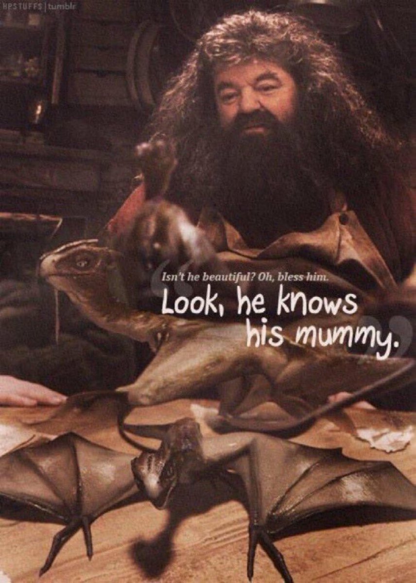 April 24, 1992: 'Isn't he beautiful? Oh bless him! Look! He knows his mummy! Hello, Norbert.' -Hagrid #HappyBirthdayNorbert