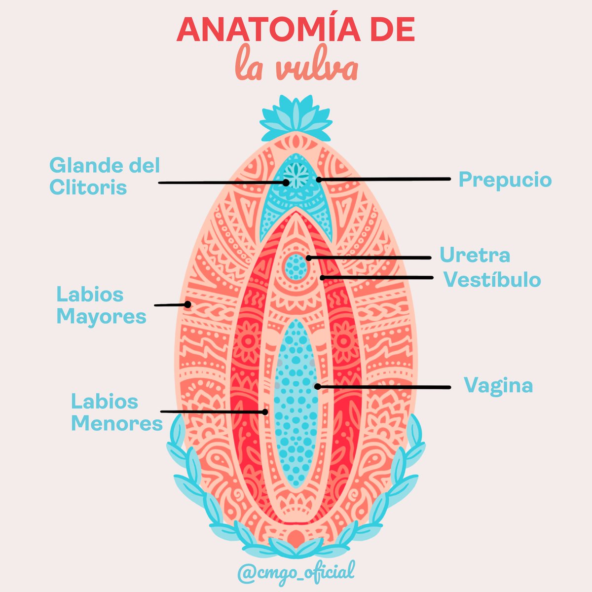 Te compartimos una ilustración sobre la anatomía de la vulva. ¡Un médico  certificado, un médico actualizado!, image size:1200x1200