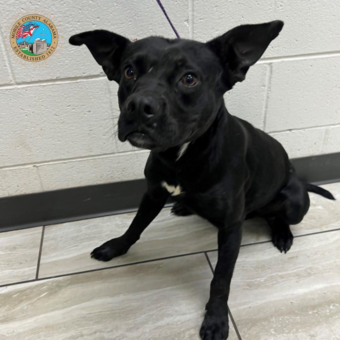 Hello! My name is Quill. I am an 11-month-old Labrador Retriever Mix. I am looking for a foster family who can help me overcome my shyness and help me socialize him with people and other dogs. I am hoping to eventually find my forever home but until then I would really like to...