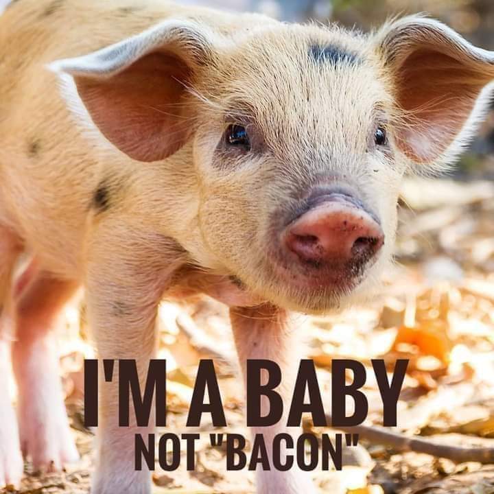 Pigs are just as sweet and lovable as the pets we share our homes with. Please leave them off your plate 💗 #bekind #pigs #dogs #bacon #animallovers #think #vegan #animalcruelty #wakeup #breakfast #choosekindness