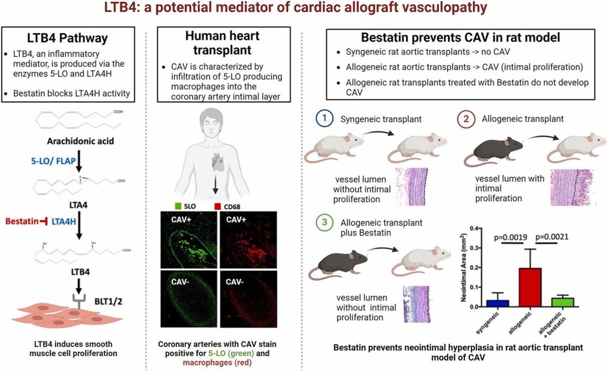 Excited to present the results of our study funded by ⁦@EnduringHearts⁩ & ⁦@ISHLT⁩ showing that leukotriene LTB4 is a key mediator of CAV development after heart tx; blocking LTB4 production prevents CAV in an animal model. @TheJHLT⁩ ⁦@Stanford_HF⁩ ⁦