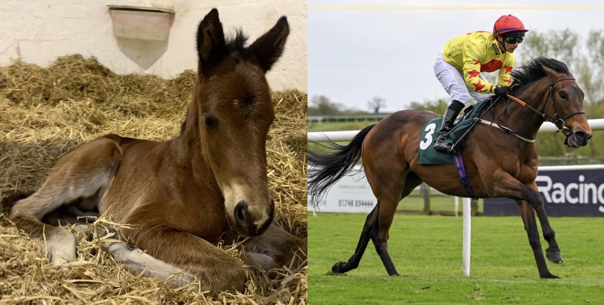 From this… to this! Delighted to see Vince l’Amour (aka Tape) by @YeomanstownStud Invincible Army win for the second time this week for @EasterbyTim He was always a little legend from the moment he was born @GrangeHillStud