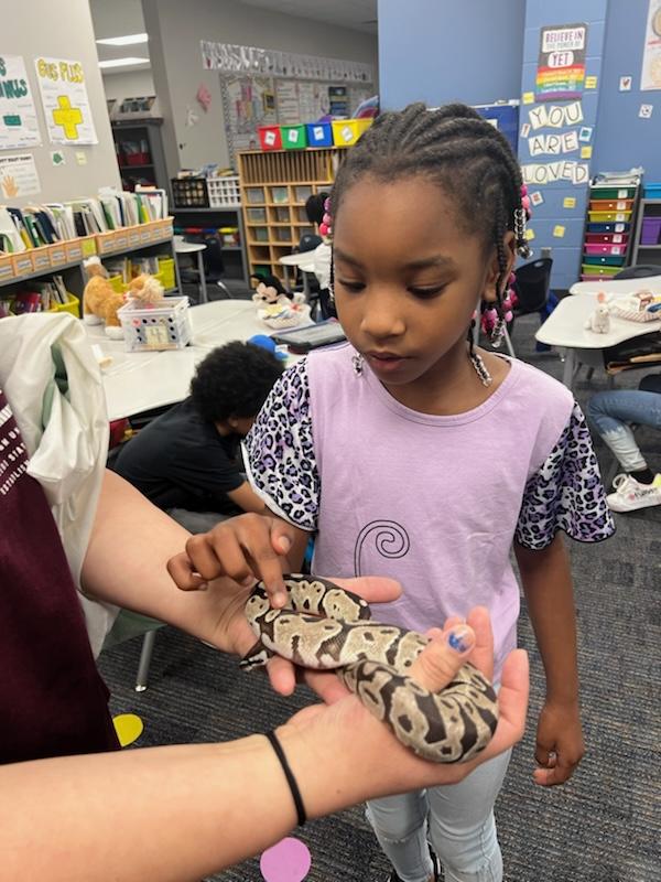 ABC countdown is officially underway! A is for Animal Day - stuffed animals and a real live snake named Ghost. Great day in 1st Grade 🐍 🐻 @CyFairYeager @tylerhartCyFair