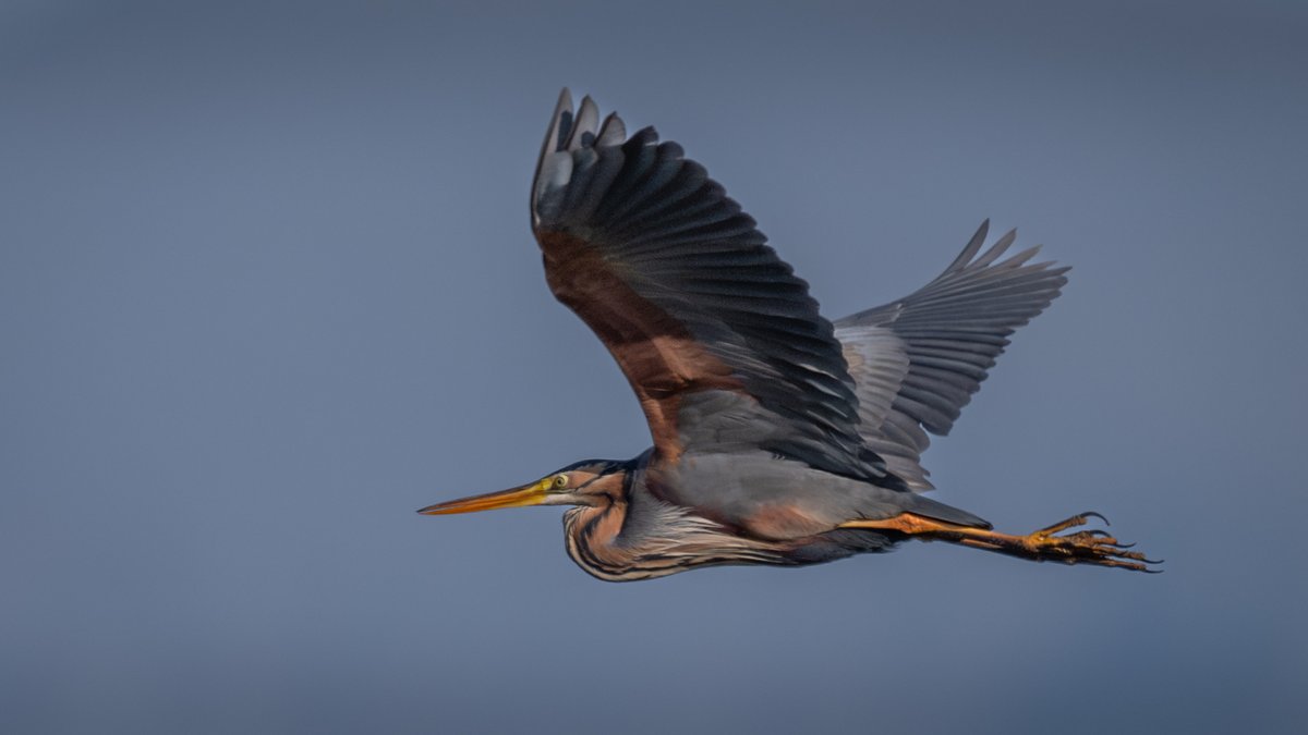 Purple Heron - 2 views of the bird in flight at Aberffraw Common and Llyn Coron this evening. @AngBirdNews