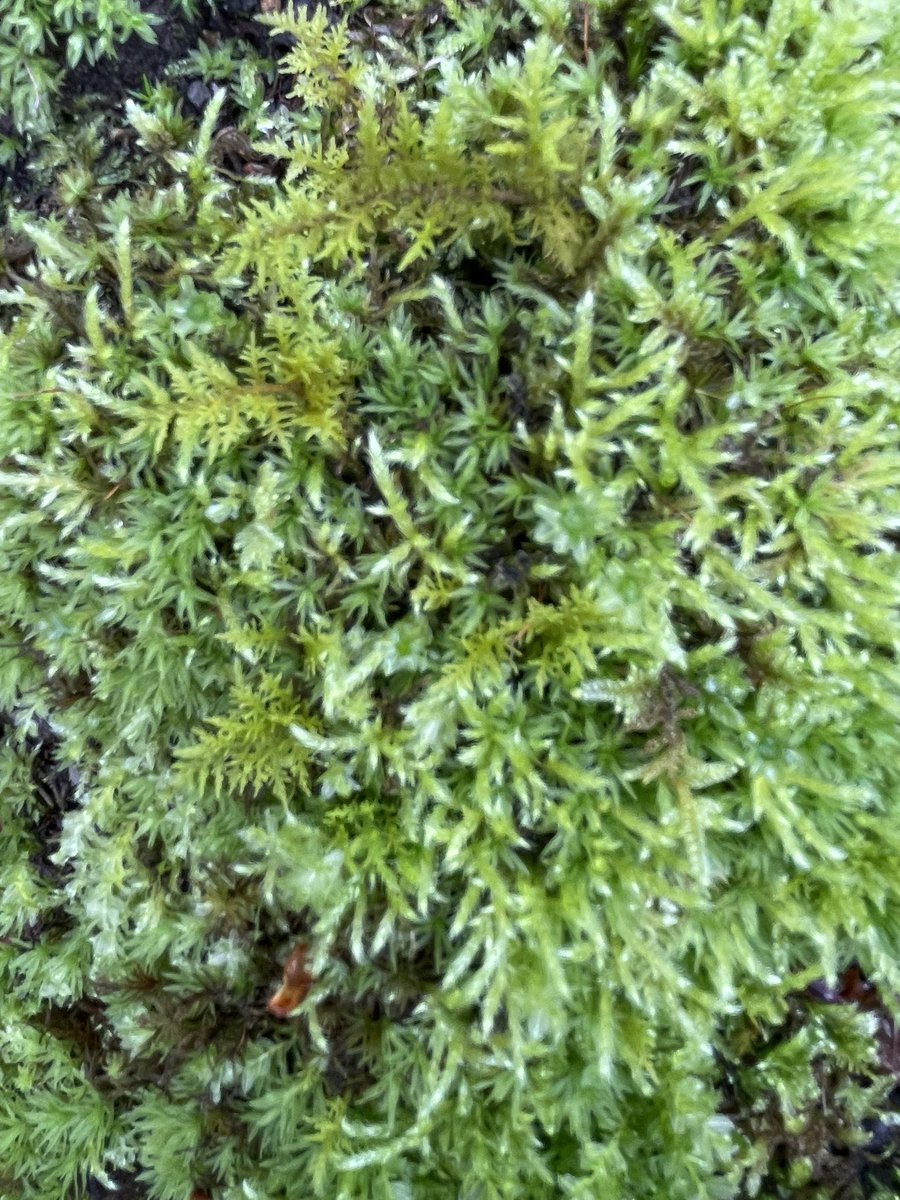 緑の癒し✨🌿

小さき者たちの生き生きエネルギー✨緑の癒しをどうぞ🤗