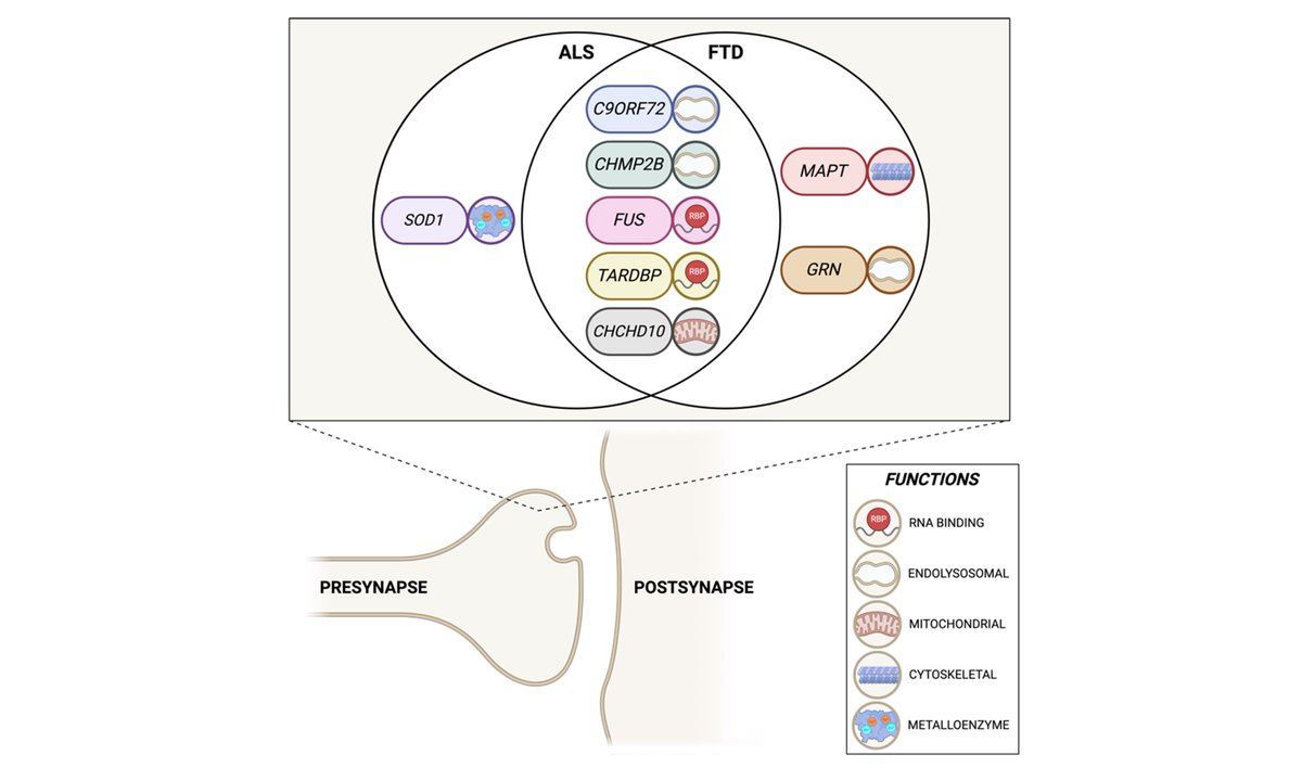 FTD and ALS share overlapping genetics and pathologies. Clayton et al. summarise recent evidence suggesting that presynaptic dysfunction is an early and common event in both diseases, and could be a target for future disease-modifying therapies. tinyurl.com/mx8xpkh8