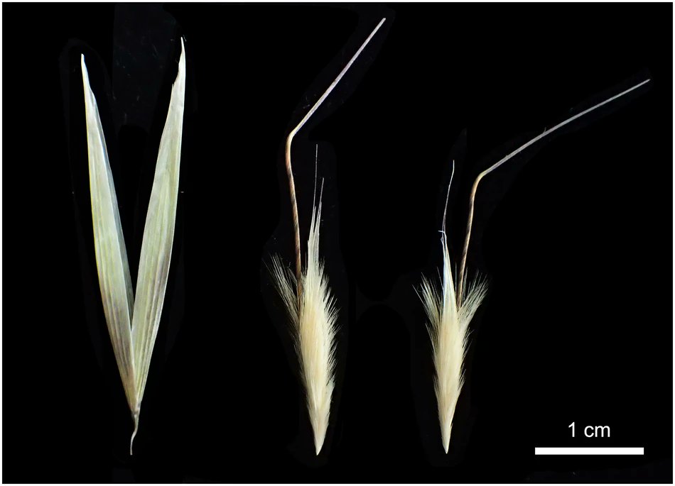 'Hot Topic' paper: Chromosome-level genome assembly of the diploid oat species Avena longiglumis wheat.pw.usda.gov/GG3/content/ch… @OatNewsletter
