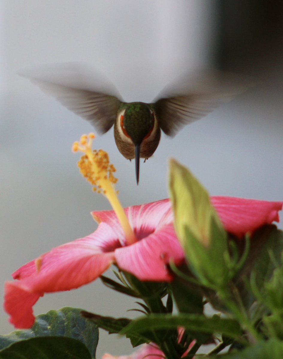 Got my hummingbird on my hibiscus ! Woot woot even see his little feet 🦶. #birdwatching #BirdsOfTwitter #hummingbird