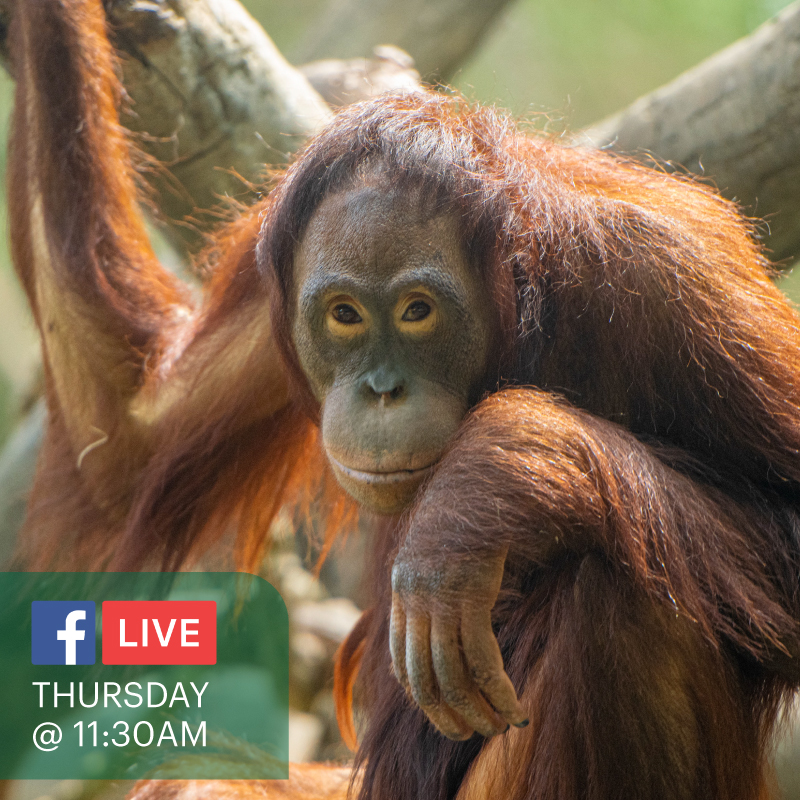 🦧 We’re closing out Ape-ril with our orangutan duo, Cheyenne and Aurora, tomorrow on Facebook Live at a special time at 11:30am.