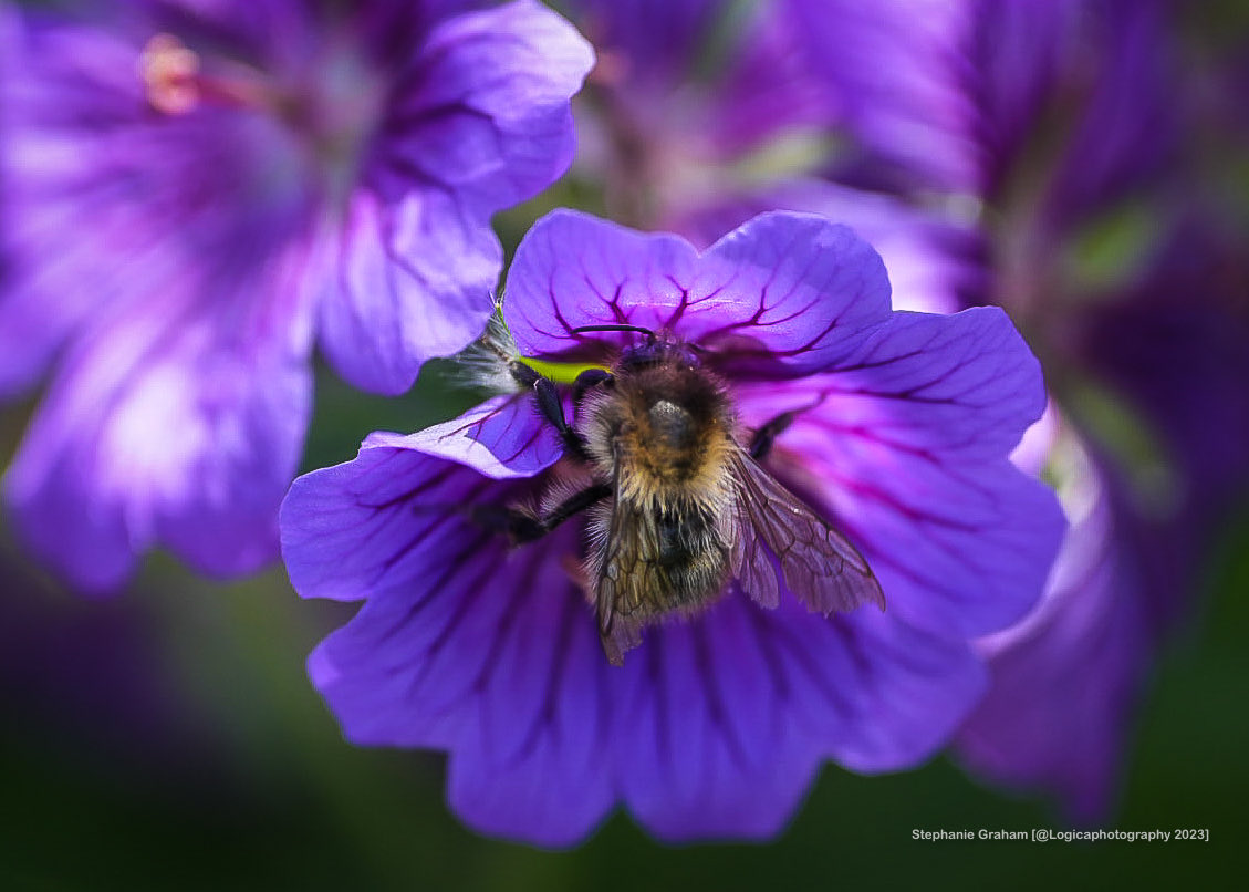 Common carder bee on purple geranium