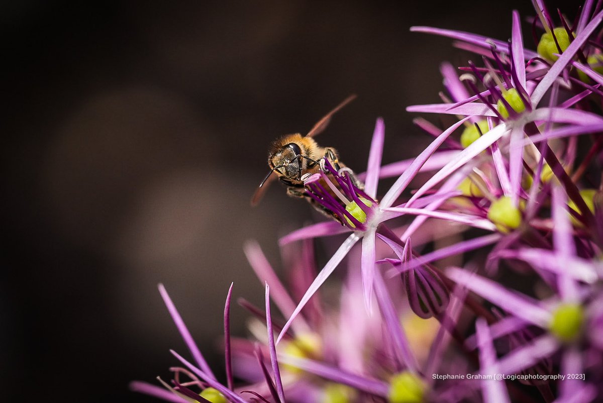 Bee on purple allium