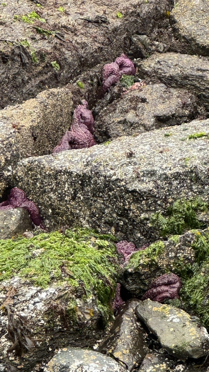 Ok I need some help. Can anyone please tell me…are these starfish dead ? I’ve never seen so many out of the water as I have today. Literally thousands. Thanks in advance for any knowledge you can drop on me. #sealife #ocean #ecology