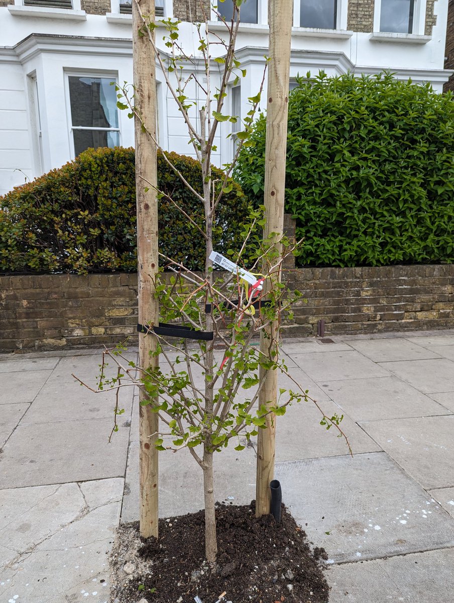 Windsor Road Ealing 
Peter the tree, is doing a sterling job of stopping  2000kg tin boxes blocking the cycle route. But he feels vulnerable. What is protecting him from being killed by a tin box? Nothing. 
@EalingCouncil has sent an innocent baby tree to do the job of a bollard.…