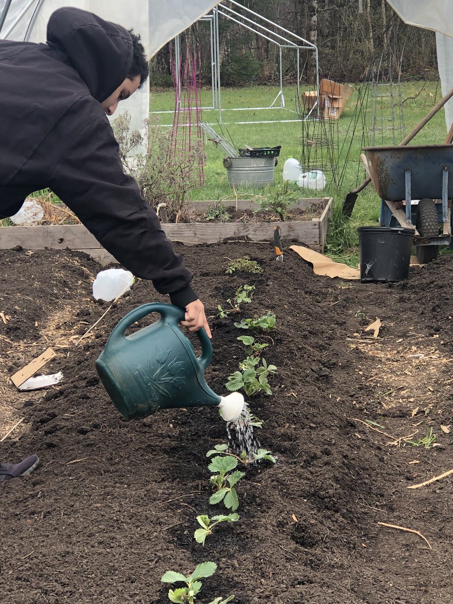 LibertyMe15's tweet image. #Spring2024 making progress and food!
#Foodsovereign #FoodFreedom